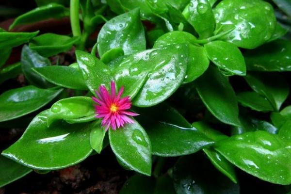 田七和牡丹吊蘭的區別是什么 牡丹吊蘭爛根要怎么辦