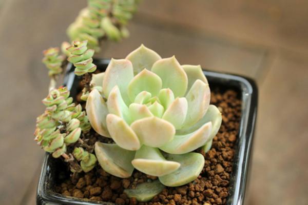 白牡丹多肉掉葉子怎么辦 多肉白牡丹徒長怎么辦