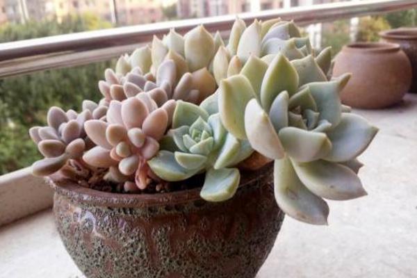 白牡丹多肉掉葉子怎么辦 多肉白牡丹徒長怎么辦