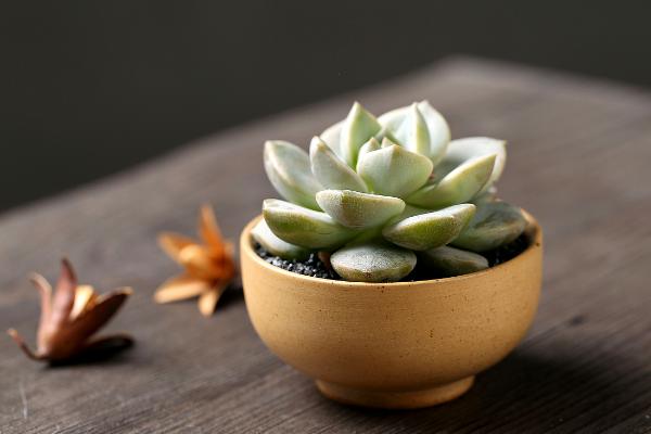 白牡丹多肉掉葉子怎么辦 多肉白牡丹徒長怎么辦