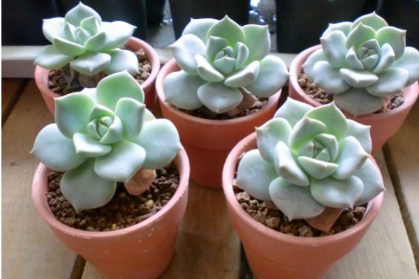 白牡丹多肉掉葉子怎么辦 多肉白牡丹徒長怎么辦