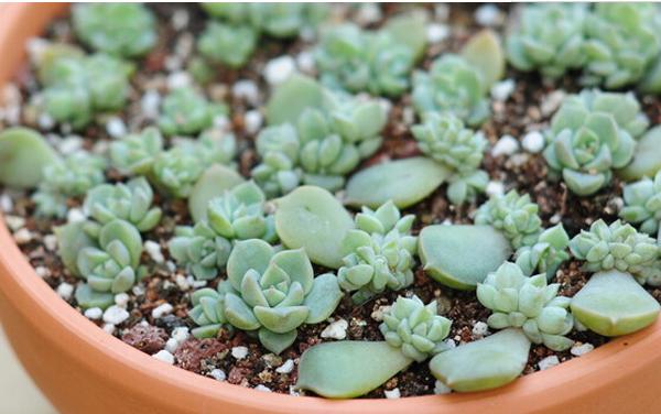 白牡丹多肉掉葉子怎么辦 多肉白牡丹徒長怎么辦