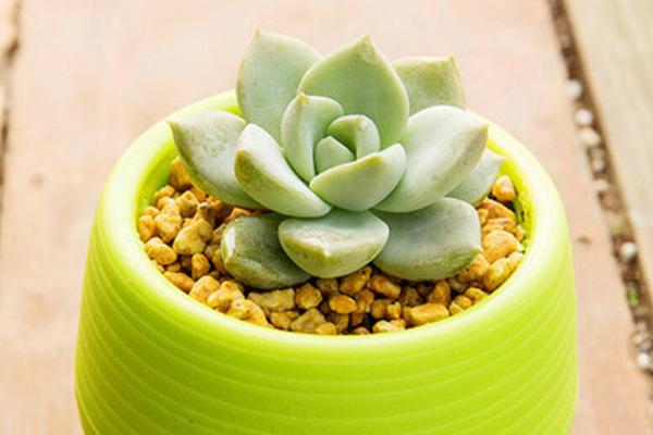 白牡丹多肉掉葉子怎么辦 多肉白牡丹徒長怎么辦