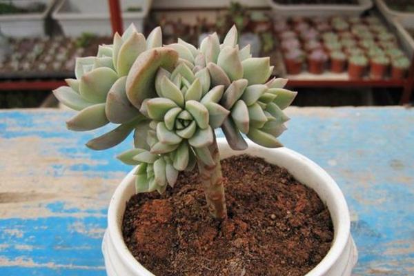 白牡丹多肉圖片大全（老樁） 多肉植物白牡丹特點(diǎn)與簡介