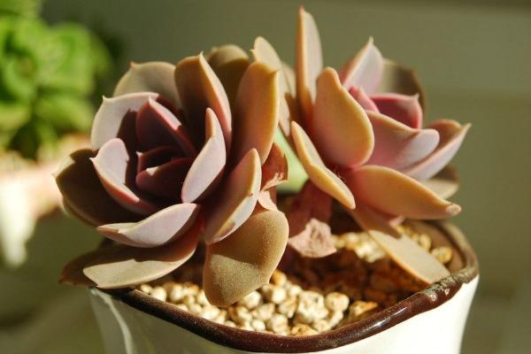 紫珍珠多肉怎么養快速爆盆 紫珍珠多肉養殖方法與注意事項