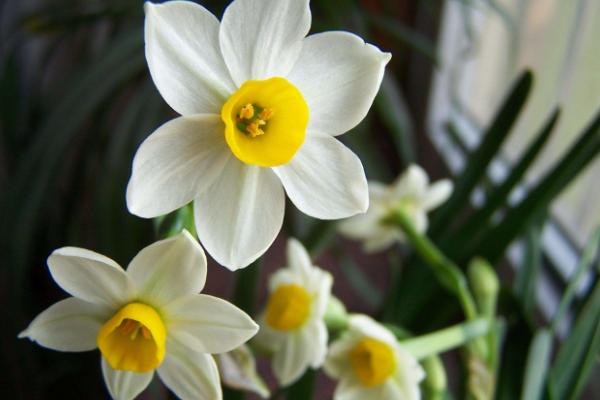水仙花什么季節開花 水仙花是什么顏色（有哪幾種顏色）