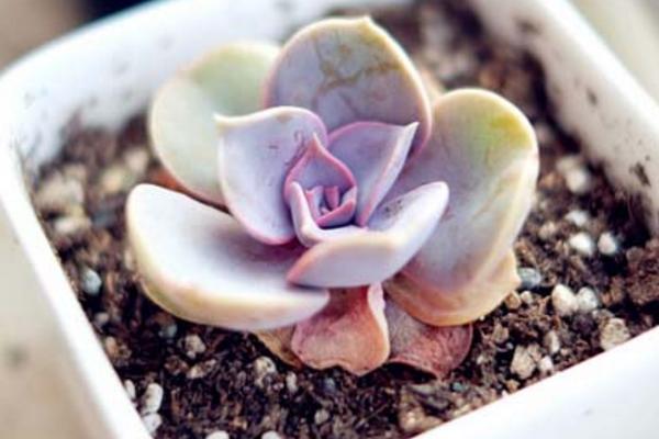 紫珍珠多肉圖片大全（含老樁） 紫珍珠的繁殖方法