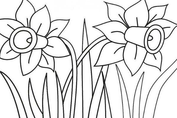 水仙花簡(jiǎn)筆畫怎么畫（圖解步驟） 水仙花怎么折