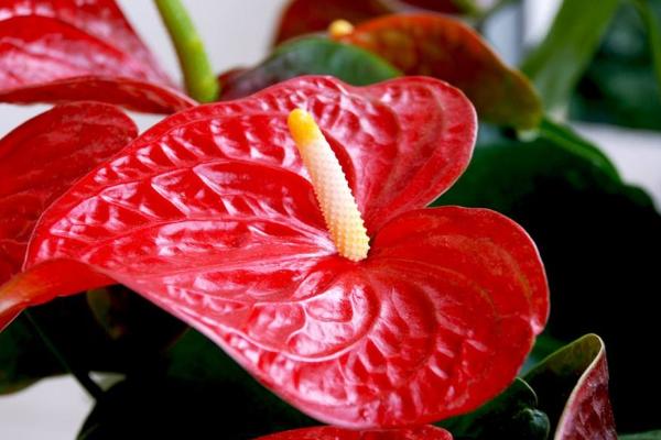 紅掌和白掌的區別是什么 紅掌不紅(發綠)是怎么回事