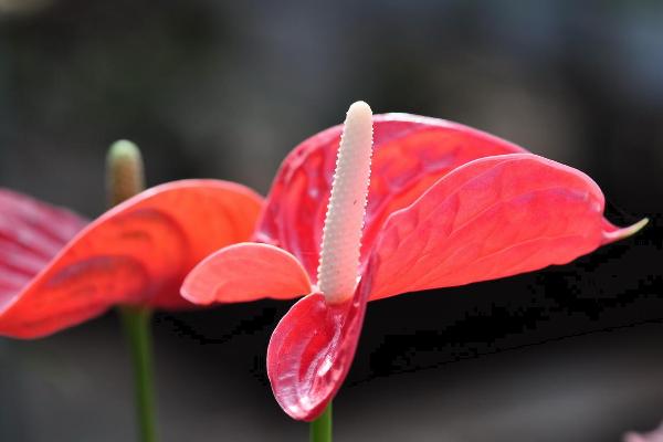 紅掌怎么養 紅掌家庭養殖方法與注意事項