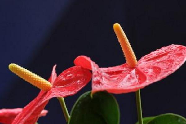 紅掌怎么養 紅掌家庭養殖方法與注意事項