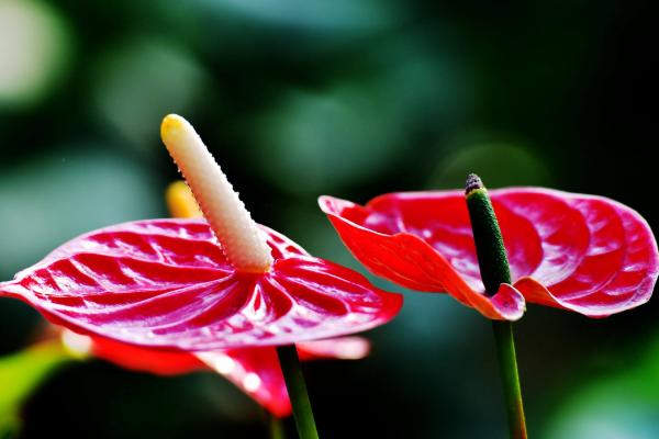 紅掌怎么養 紅掌家庭養殖方法與注意事項