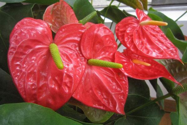 紅掌怎么養 紅掌家庭養殖方法與注意事項