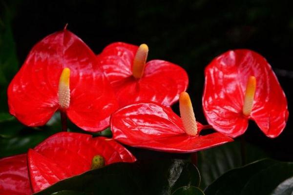 紅掌怎么養 紅掌家庭養殖方法與注意事項