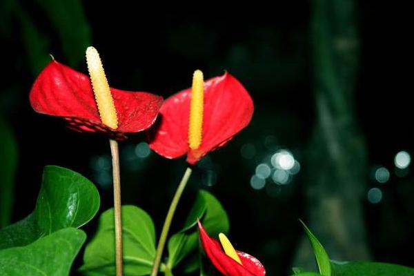 紅掌怎么養 紅掌家庭養殖方法與注意事項