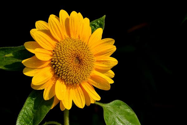 向日葵是花嗎 向日葵簡介