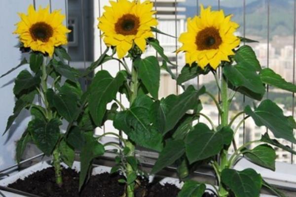 向日葵盆栽種植方法 盆栽向日葵葉子發黃怎么辦