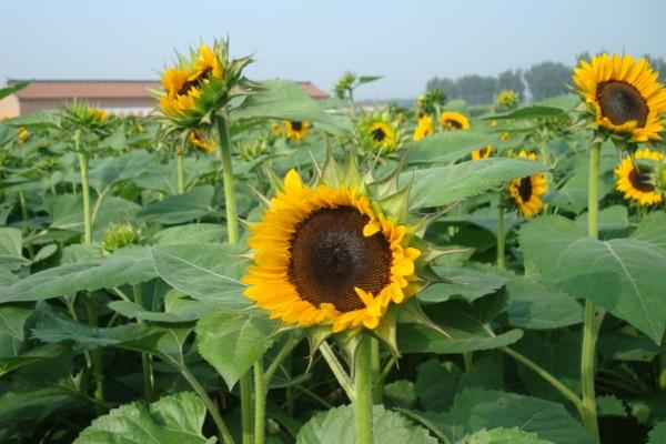 向日葵種子市場價格多少錢一斤 向日葵的種子是什么