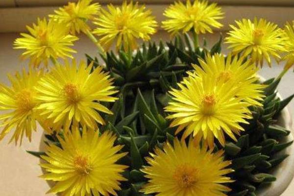 照波多肉怎么繁殖 照波多肉開花嗎