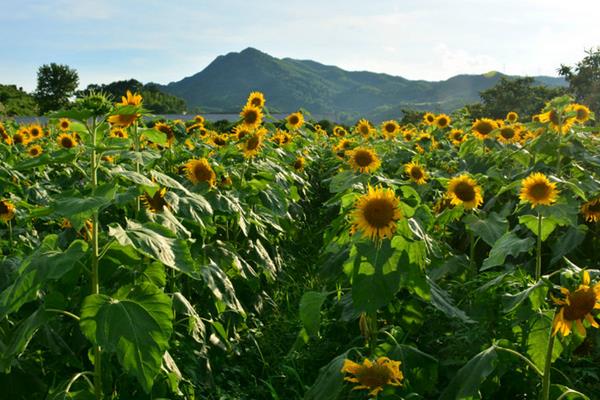 向日葵什么時候開花（幾月） 向日葵怎么傳播種子