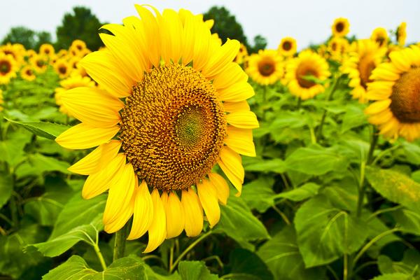向日葵什么時候開花（幾月） 向日葵怎么傳播種子