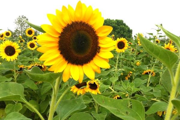 向日葵什么時候開花（幾月） 向日葵怎么傳播種子