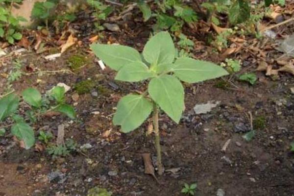 向日葵什么時候開花（幾月） 向日葵怎么傳播種子