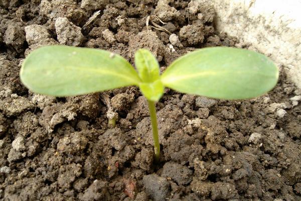 向日葵什么時候開花（幾月） 向日葵怎么傳播種子