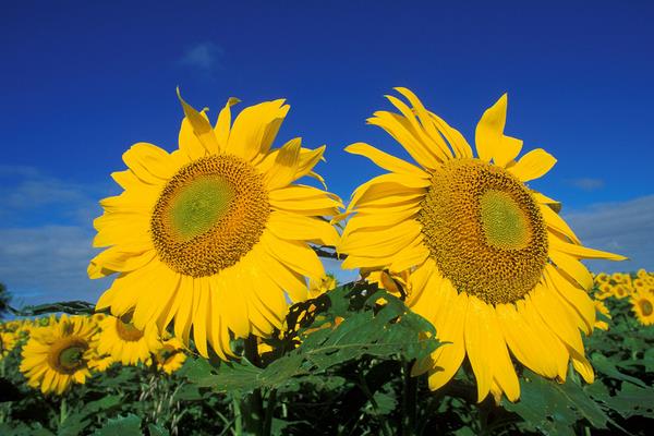 向日葵什么時候開花（幾月） 向日葵怎么傳播種子