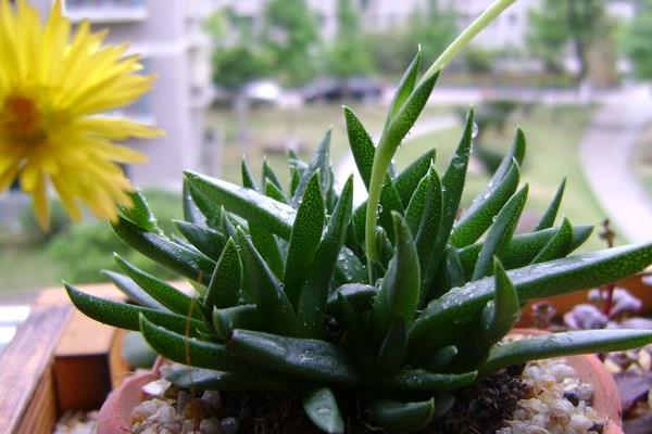 照波多肉怎么繁殖 照波多肉開花嗎