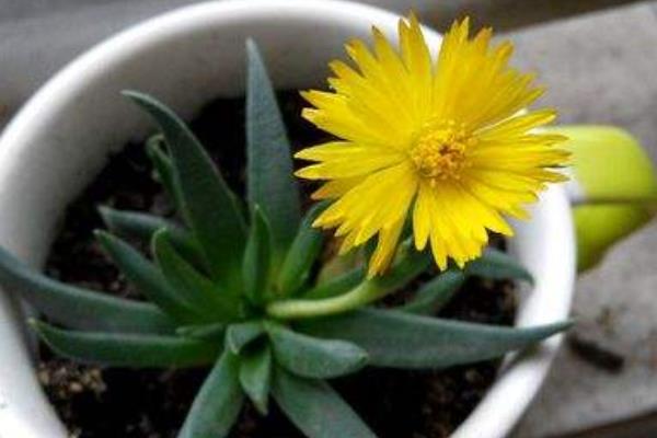 照波多肉怎么繁殖 照波多肉開花嗎