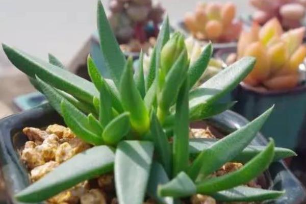 照波多肉怎么繁殖 照波多肉開花嗎