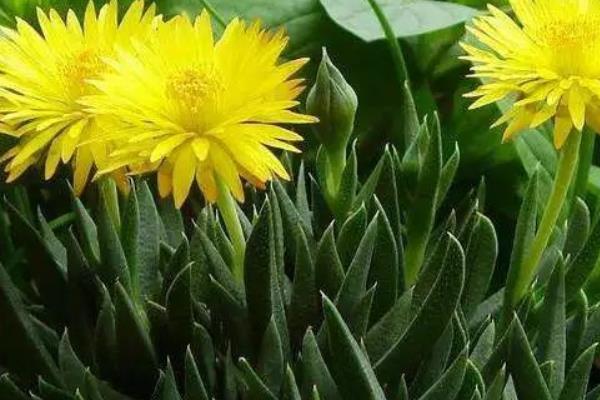 照波多肉怎么繁殖 照波多肉開花嗎