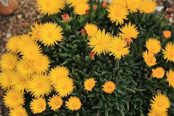 照波多肉怎么繁殖 照波多肉開花嗎