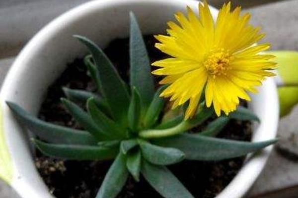 照波多肉澆水方法技巧 照波多肉有毒嗎