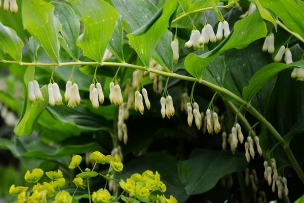 玉竹市場價格多少錢一斤 玉竹的種類