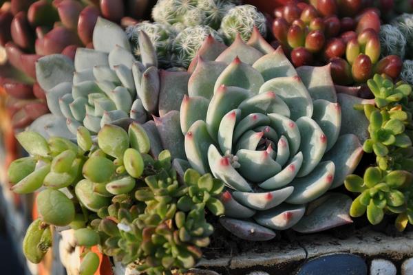 常見的多肉植物怎么種 家庭盆栽多肉養殖方法與注意事項