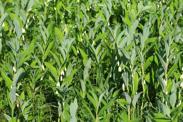 玉竹產地在哪里 玉竹葉子發黃怎么辦