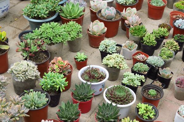 常見的多肉植物怎么種 家庭盆栽多肉養殖方法與注意事項