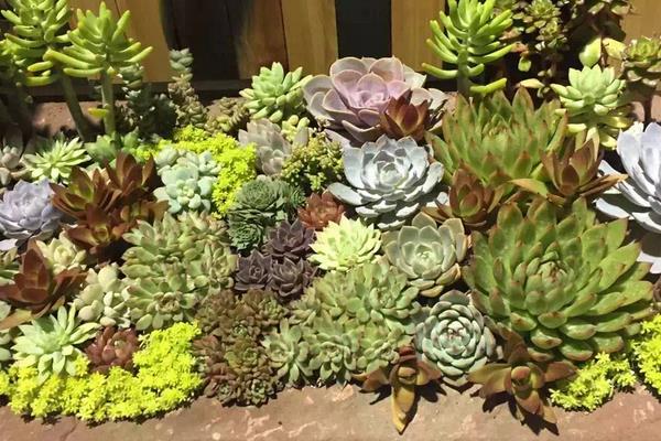 常見的多肉植物怎么種 家庭盆栽多肉養殖方法與注意事項