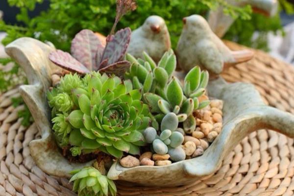 常見的多肉植物怎么種 家庭盆栽多肉養殖方法與注意事項