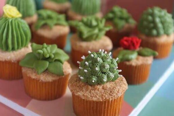 常見的多肉植物怎么種 家庭盆栽多肉養殖方法與注意事項