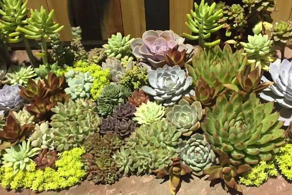 多肉植物盆栽組合方法 一個大盆怎么搭配多肉品種好看