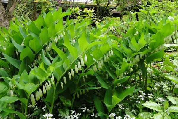 玉竹產地在哪里 玉竹葉子發黃怎么辦