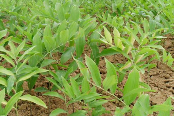 玉竹產地在哪里 玉竹葉子發黃怎么辦