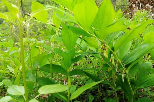 玉竹產地在哪里 玉竹葉子發黃怎么辦