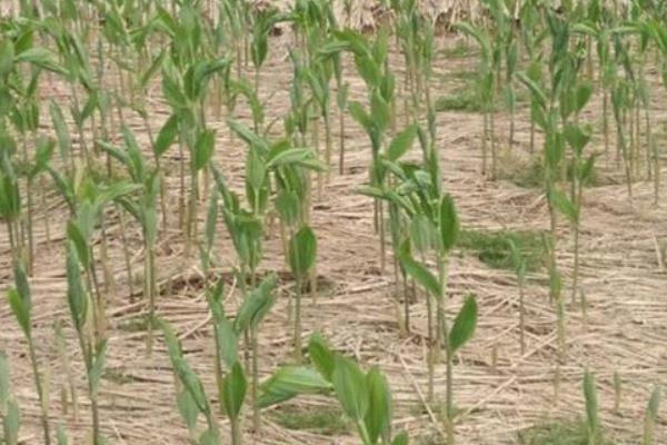 玉竹產地在哪里 玉竹葉子發黃怎么辦