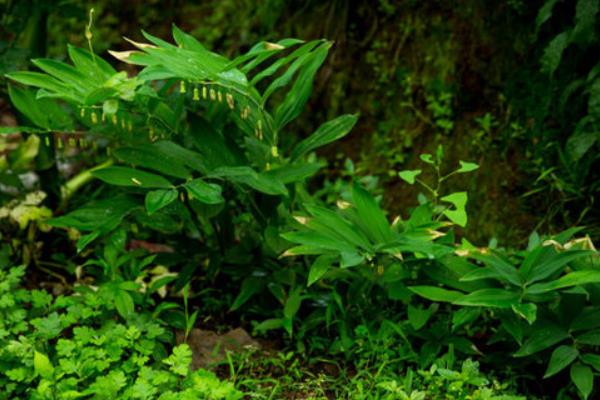 玉竹產地在哪里 玉竹葉子發黃怎么辦