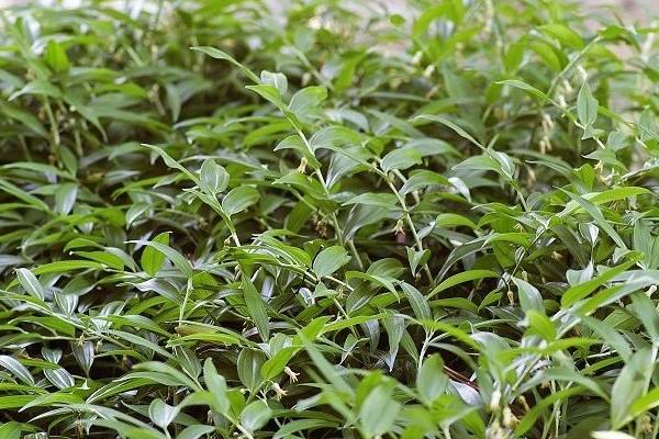 玉竹種植方法 玉竹家庭養殖與注意事項