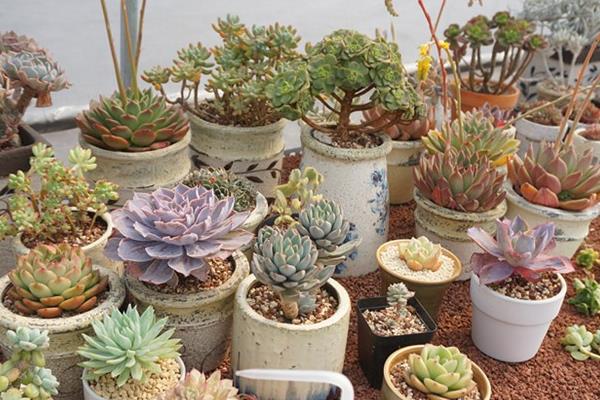 多肉為什么叫多肉（名字來源） 多肉植物有毒嗎